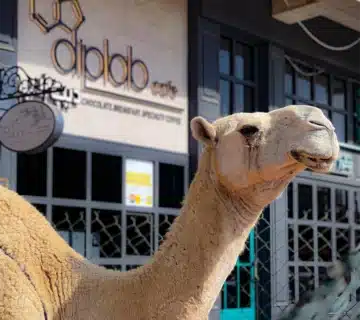 جرّب_حليب_النياق_مجانًا