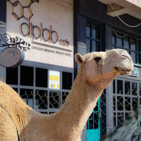 جرّب_حليب_النياق_مجانًا
