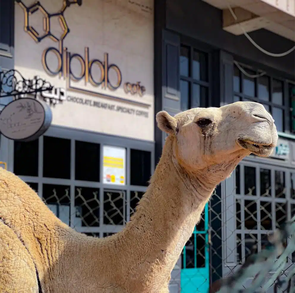 جرّب_حليب_النياق_مجانًا