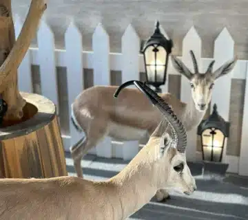 شتوية ديب لاب